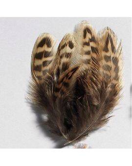 Fazantveren klein 4-8 cm - beige ±40 stuks