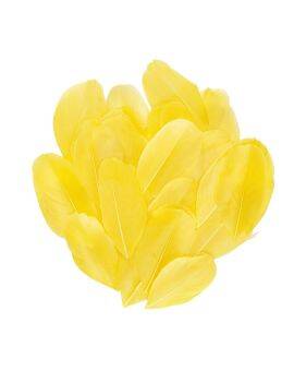 Ganzenveren geel - 6-7 cm - 3 gram