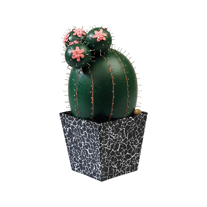 een cactus in zwart potje